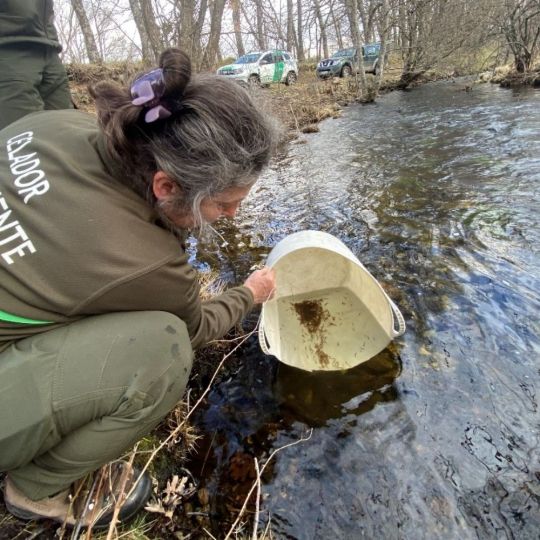 La trucha común mejora su tamaño en los ríos de León pese a descenso en número