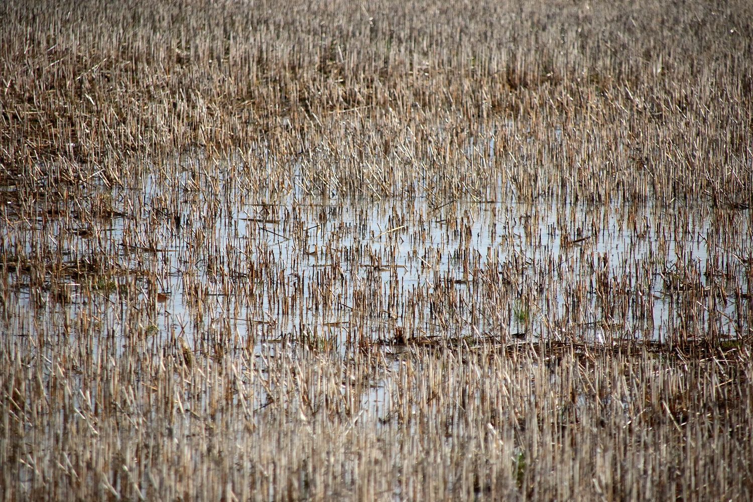 Tierra de cultivo anegada por las precipitaciones en la provincia de León | Peio García / ICAL