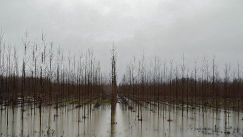 El río Órbigo se desborda en Villanueva de Carrizo (León) | Peio García / ICAL