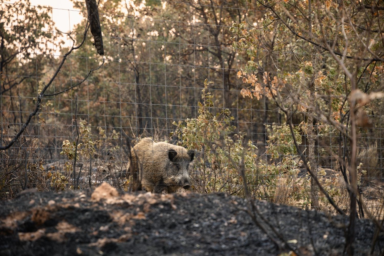 Jabalí en un bosque tras un incendio forestal en Salamanca | IStock - Victor Sanchez