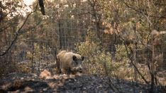 Jabalí en un bosque tras un incendio forestal en Salamanca | IStock - Victor Sanchez