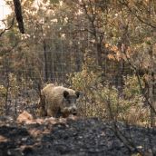 Jabalí en un bosque tras un incendio forestal en Salamanca | IStock - Victor Sanchez