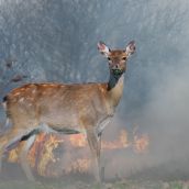 Pacma recurre la reapertura de la caza en zonas afectadas por los incendios en la provincia de León | IStock - Byrdyak