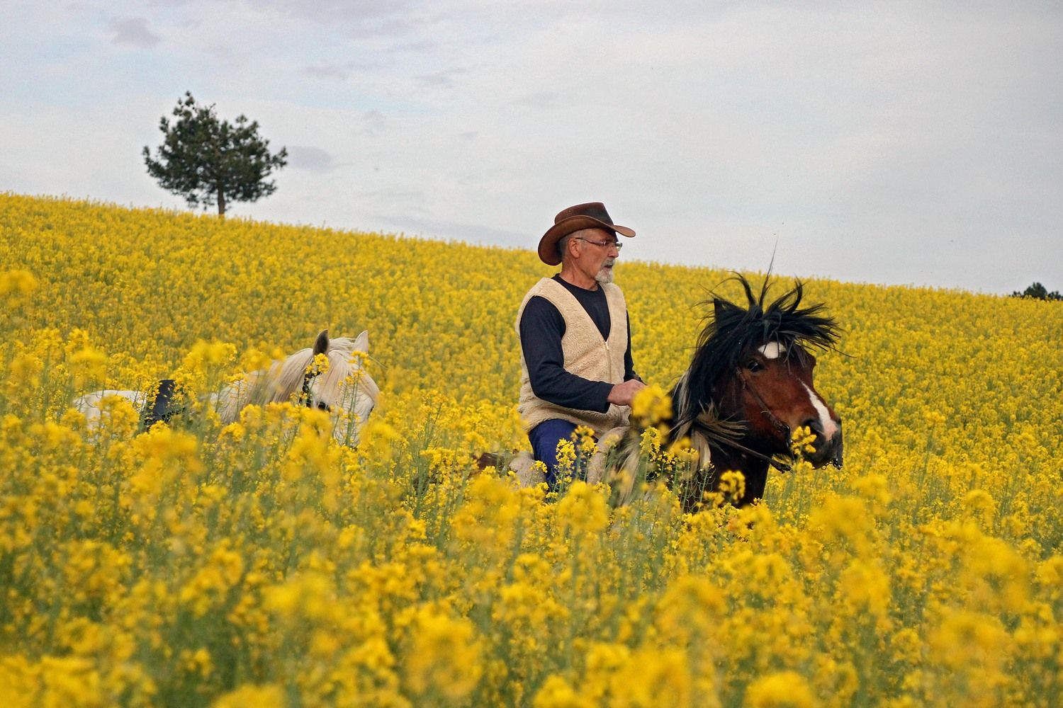  Un jinete atraviesa a caballo un florido campo de colza cerca de Quintana del Castillo (León) | Peio García / ICAL