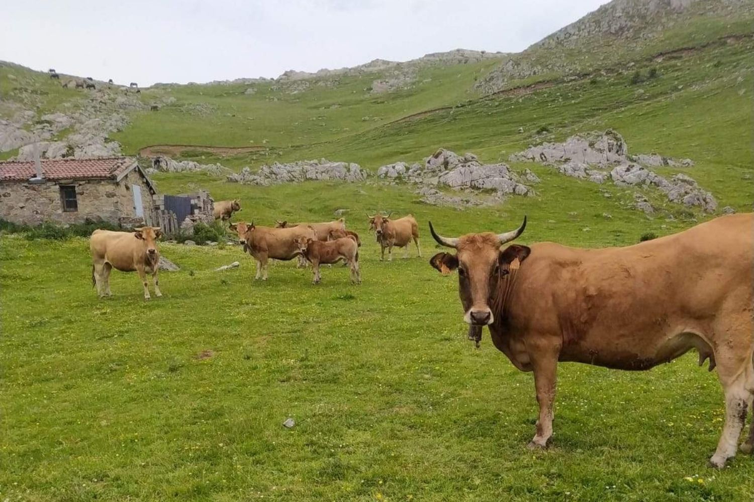 El Tribunal Supremo inadmite el recurso de Mieres confirma su actividad ilegal en el Puerto de Pinos (León)