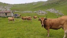 El Tribunal Supremo inadmite el recurso de Mieres confirma su actividad ilegal en el Puerto de Pinos (León)