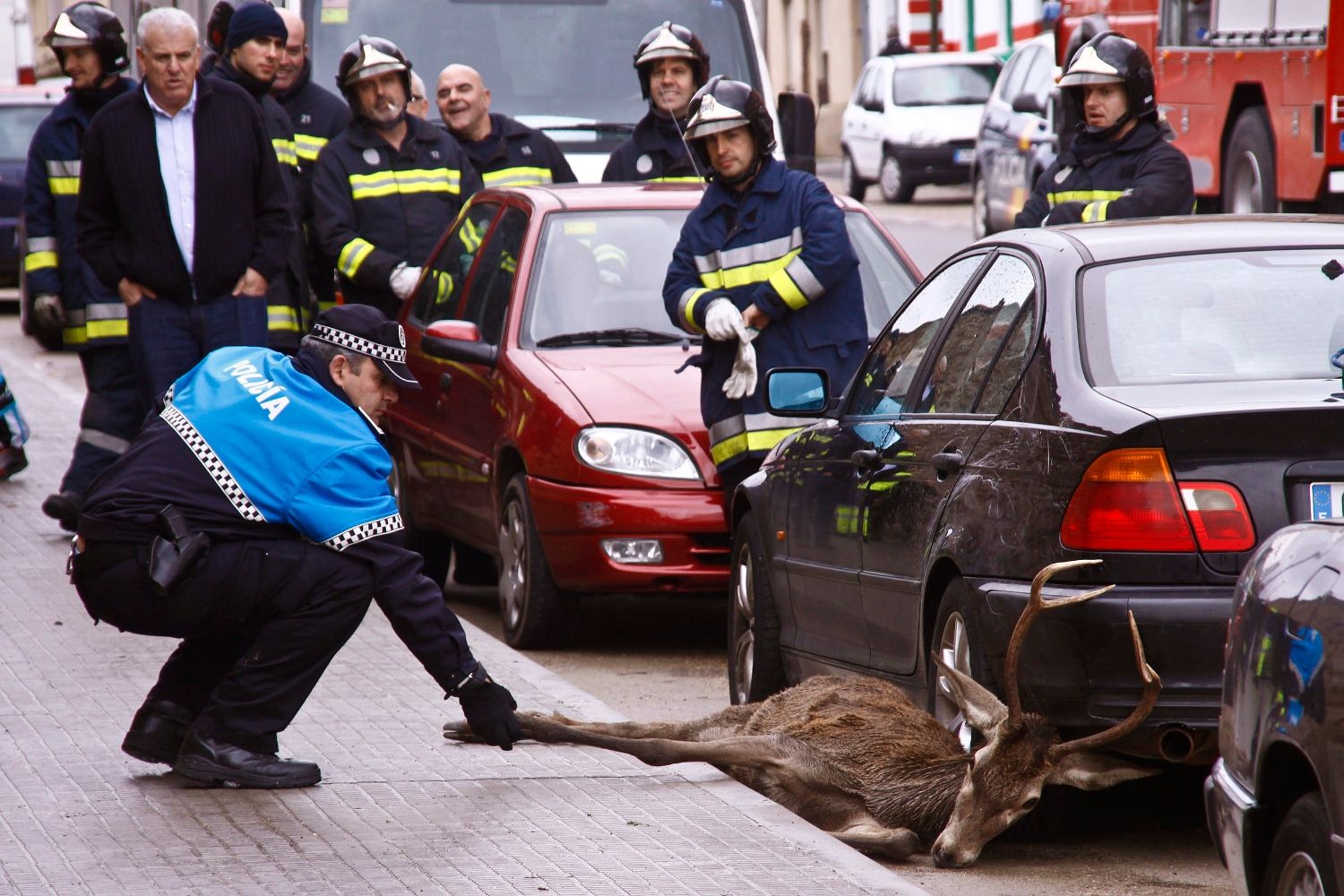 Imagen de archivo de un ciervo arrollado en las calles de Zamora | J. L. Leal / ICAL 