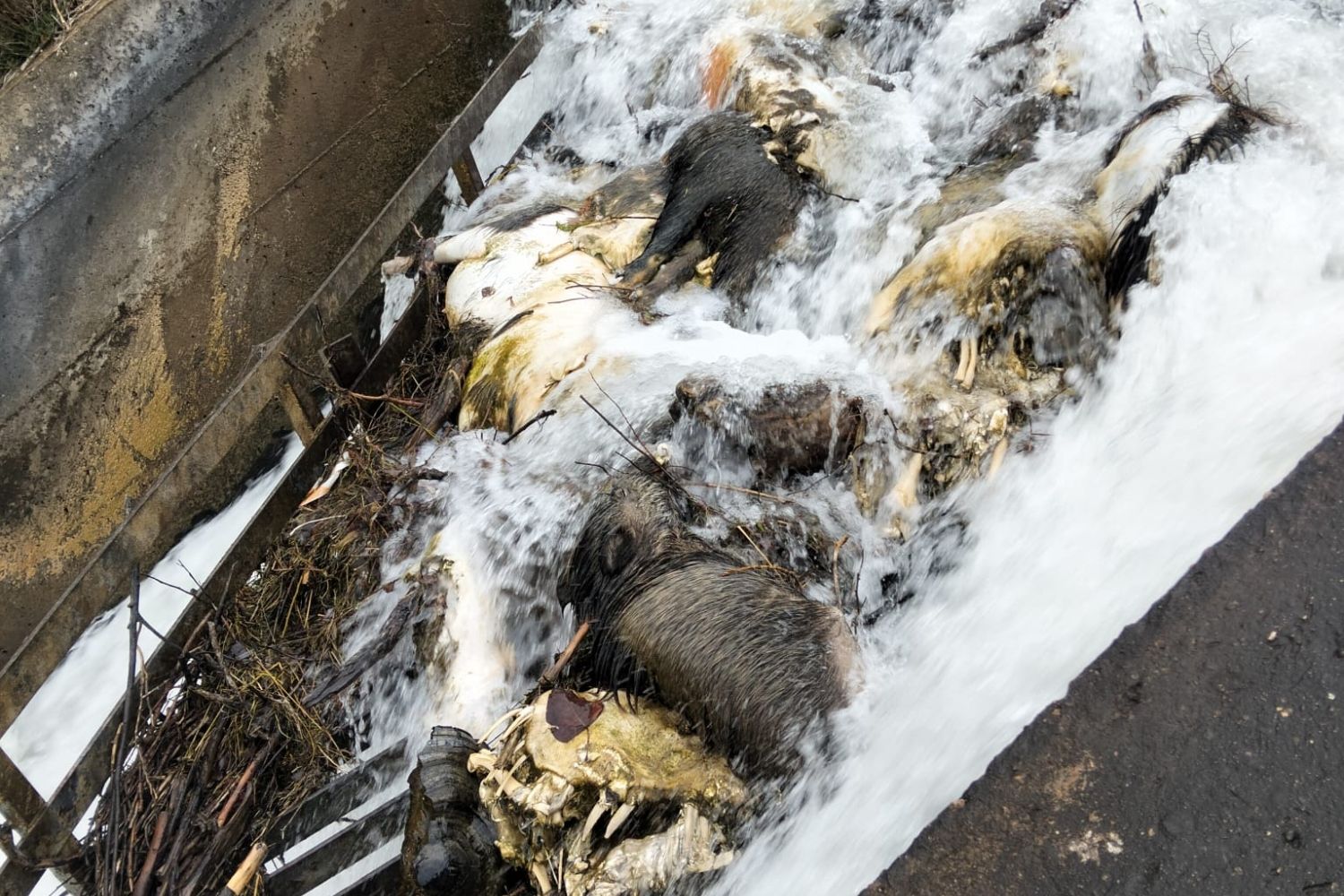 Denuncian la aparición de 15 animales muertos en el Canal de Arriola (León)