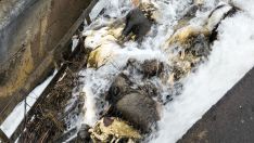 Denuncian la aparición de 15 animales muertos en el Canal de Arriola (León)