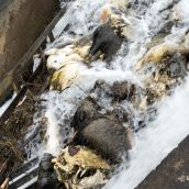 Denuncian la aparición de 15 animales muertos en el Canal de Arriola (León)