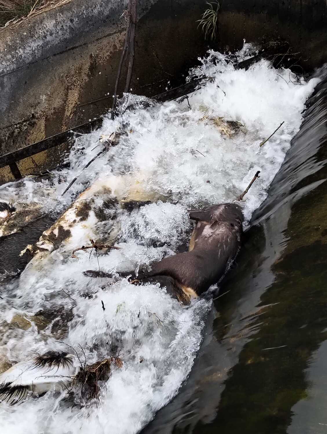 Animales muertos en el Canal de Arriola en Paradilla de la Sobarriba