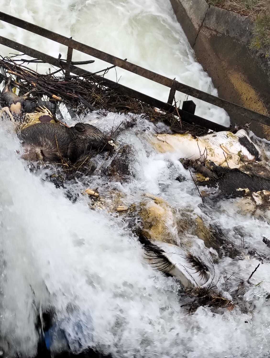 Animales muertos en el Canal de Arriola en Paradilla de la Sobarriba