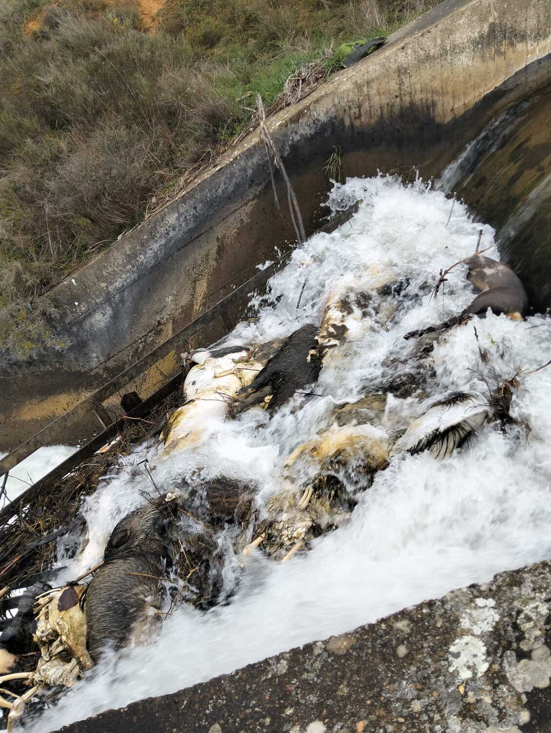 Animales muertos en el Canal de Arriola en Paradilla de la Sobarriba