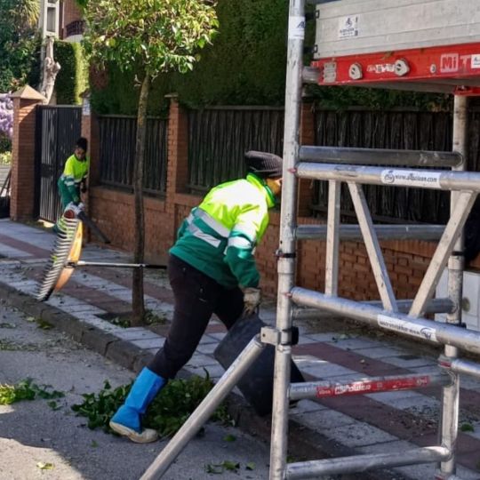 San Andrés del Rabanedo avanza en su campaña de poda con 650 árboles tratados