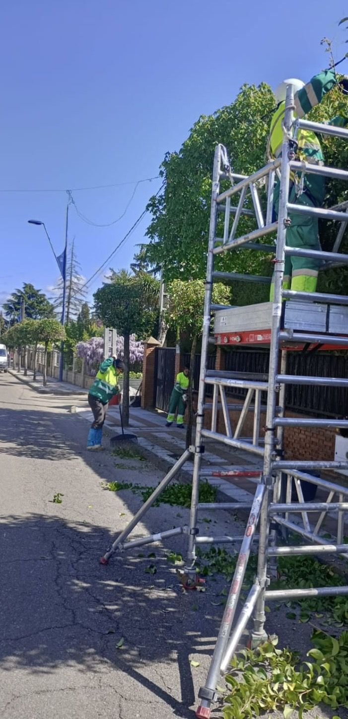 Poda en San Andrés del Rabanedo