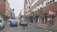 Una grúa vuelve a perder un coche en León en pleno remolque | Ig: Cazurreo