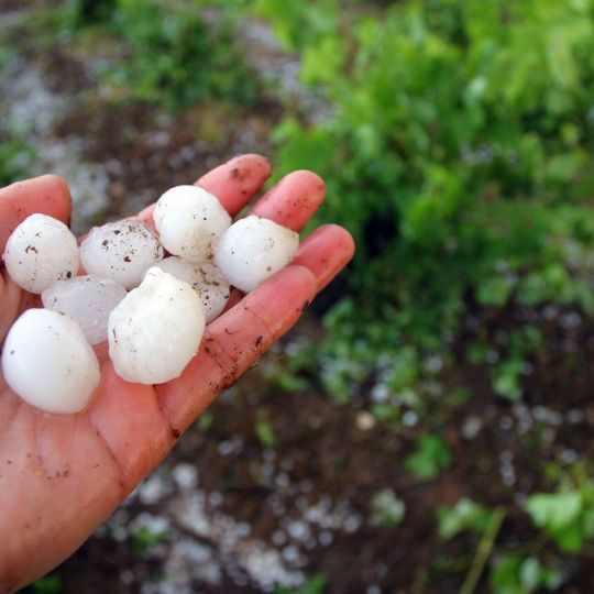 El pedrisco de primavera deja 1.000 hectáreas dañadas en El Páramo leonés 