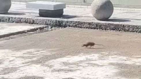 El inesperado “obrero” de León: Una rata corretea entre las obras de la calle Ancha