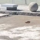 El inesperado “obrero” de León: Una rata corretea entre las obras de la calle Ancha