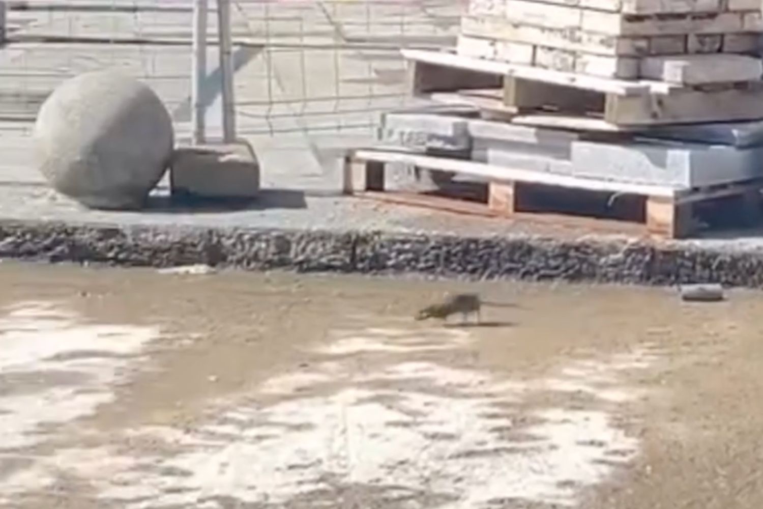 Rata en las obras de la calle Ancha de León