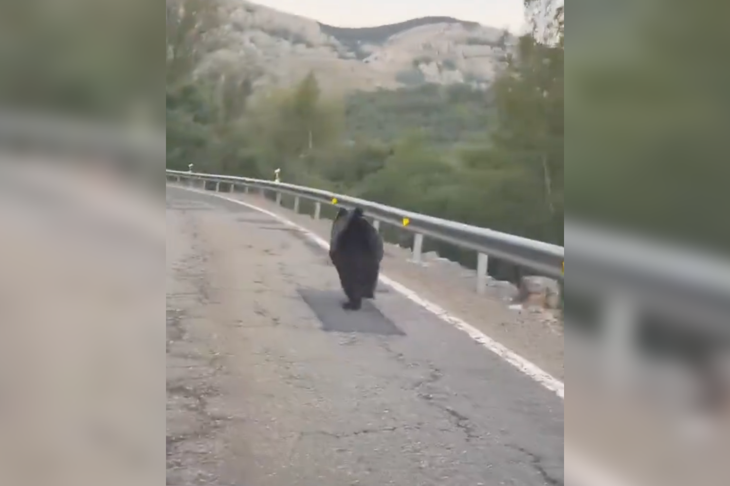 La Junta denuncia la persecución de un oso por un vehículo en la N-621a su paso por la provincia de León