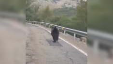 La Junta denuncia la persecución de un oso por un vehículo en la N-621  a su paso por la provincia de León
