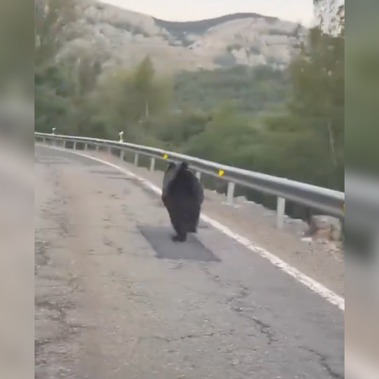La Junta denuncia la persecución de un oso por un vehículo en la N-621 a su paso por la provincia de León La Junta denuncia la persecución de un oso por un vehículo en la N-621 a su paso por la provincia de León
