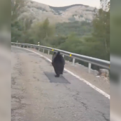 La Junta denuncia la persecución de un oso por un vehículo en la N-621 a su paso por la provincia de León La Junta denuncia la persecución de un oso por un vehículo en la N-621 a su paso por la provincia de León