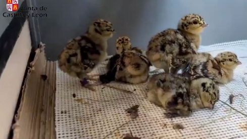 Nacen los primeros pollitos de Urogallo en el centro de cría de Valsemana tras una temporada récord | Naturaleza CyL Nacen los primeros pollitos de Urogallo en el centro de cría de Valsemana tras una temporada récord | Naturaleza CyL
