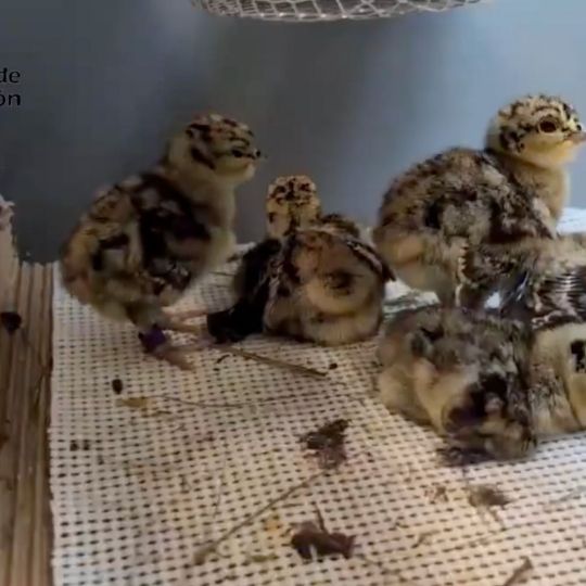 Nacen los primeros pollitos de Urogallo en el centro de cría de Valsemana tras una temporada récord | Naturaleza CyL Nacen los primeros pollitos de Urogallo en el centro de cría de Valsemana tras una temporada récord | Naturaleza CyL