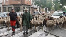 Un rebaño de 1.700 ovejas atraviesa la capital leonesa en su recorrido trashumante | Carlos S. Campillo / ICAL