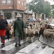 Un rebaño de 1.700 ovejas atraviesa la capital leonesa en su recorrido trashumante | Carlos S. Campillo / ICAL