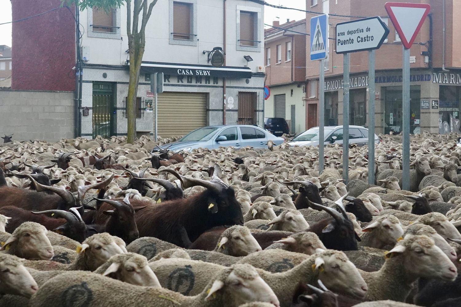 Un rebaño de 1.700 ovejas atraviesa la capital leonesa en su recorrido trashumante | Carlos S. Campillo / ICAL Un rebaño de 1.700 ovejas atraviesa la capital leonesa en su recorrido trashumante | Carlos S. Campillo / ICAL