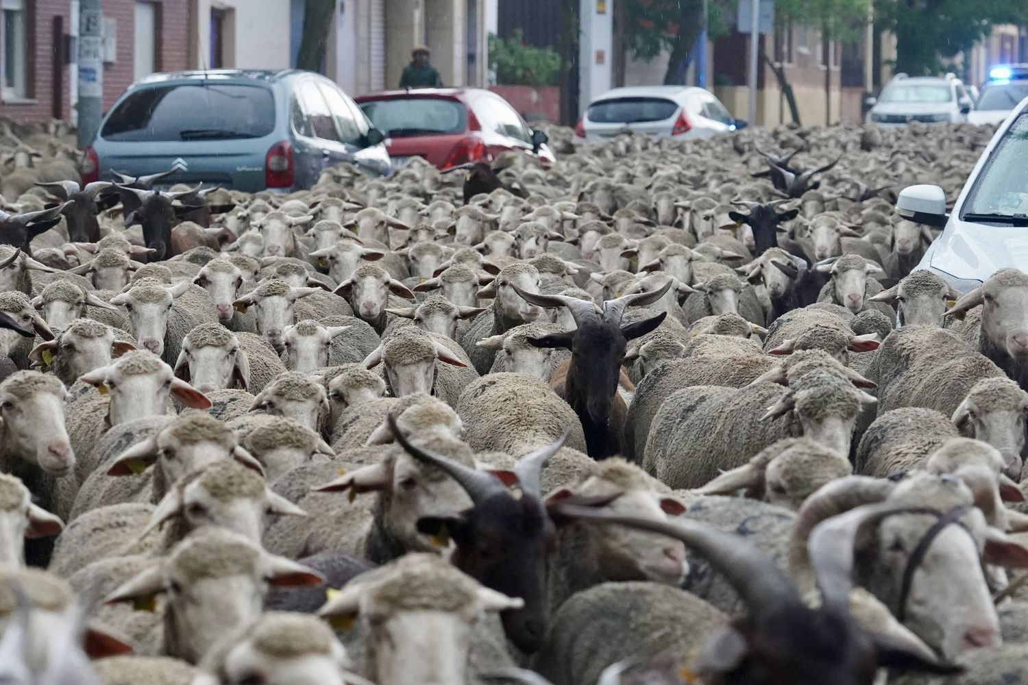Un rebaño de 1.700 ovejas atraviesa la capital leonesa en su recorrido trashumante | Carlos S. Campillo / ICAL Un rebaño de 1.700 ovejas atraviesa la capital leonesa en su recorrido trashumante | Carlos S. Campillo / ICAL