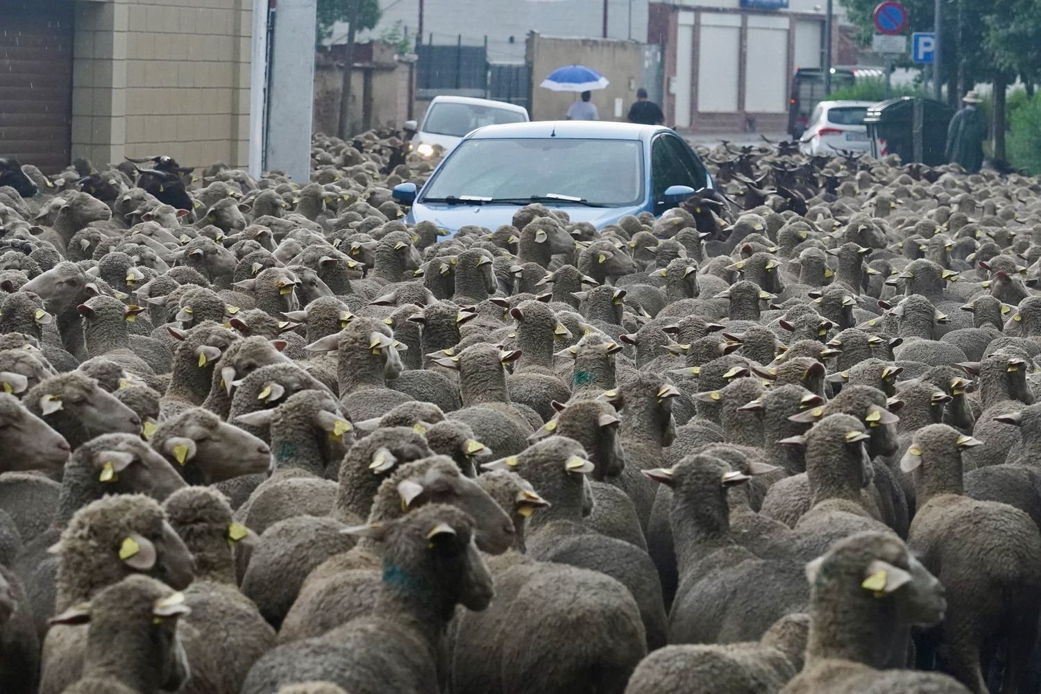 Un rebaño de 1.700 ovejas atraviesa la capital leonesa en su recorrido trashumante | Carlos S. Campillo / ICAL Un rebaño de 1.700 ovejas atraviesa la capital leonesa en su recorrido trashumante | Carlos S. Campillo / ICAL