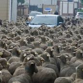 El paso de un rebaño de 2.000 ovejas obligará a cortar el tráfico en León este martes | Carlos S. Campillo / ICAL