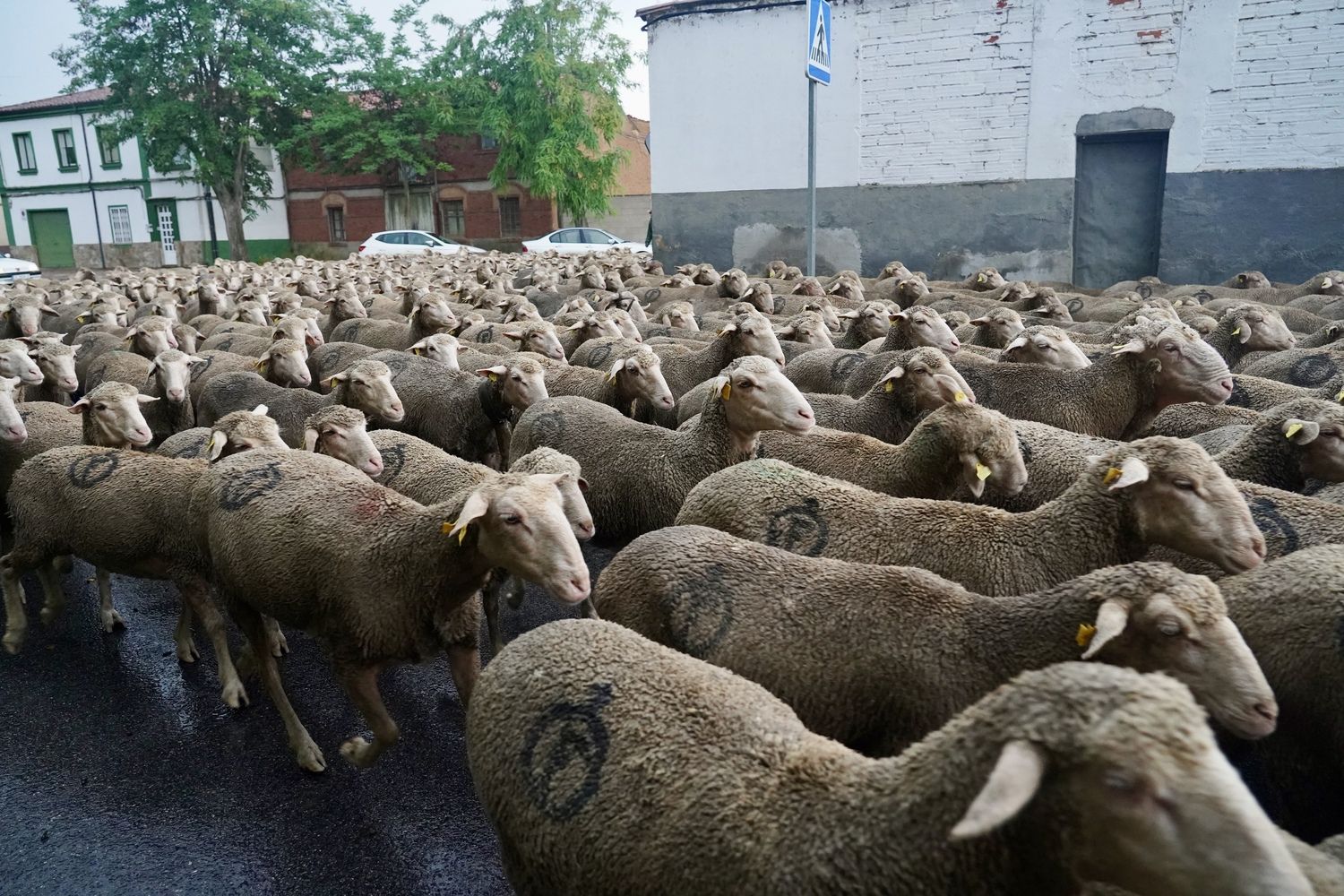 Un rebaño de 1.700 ovejas atraviesa la capital leonesa en su recorrido trashumante | Carlos S. Campillo / ICAL Un rebaño de 1.700 ovejas atraviesa la capital leonesa en su recorrido trashumante | Carlos S. Campillo / ICAL