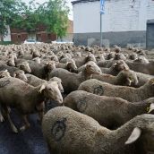 Un rebaño de 1.700 ovejas atraviesa la capital leonesa en su recorrido trashumante | Carlos S. Campillo / ICAL