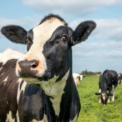 La Diputación de León destina 58.000 euros a mejorar la genética del ganado vacuno y ovino | iStock - Clara Bastian