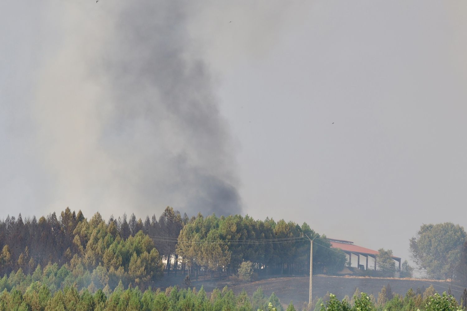 Incendio de San Cipriano del Condado este miércoles | Carlos S. Campillo / ICAL Incendio de San Cipriano del Condado este miércoles | Carlos S. Campillo / ICAL
