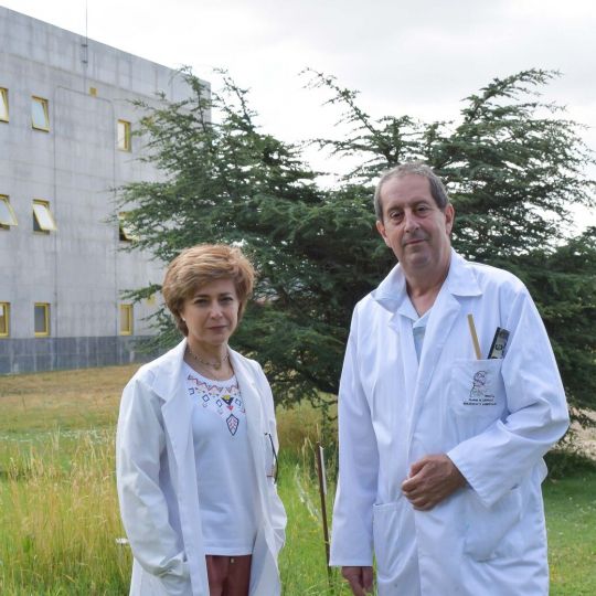 Un estudio de la ULE demuestra que las hojas del olivo pueden revelar dónde se adapta mejor cada variedad Un estudio de la ULE demuestra que las hojas del olivo pueden revelar dónde se adapta mejor cada variedad
