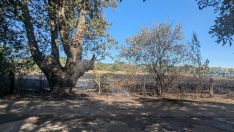 Consecuencias incendio en los solares entre los parques de La Candamia y La Granja y el instituto Lancia de la capital leonesa