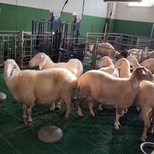 La ULE demuestra que los destríos de legumbres locales pueden sustituir a la soja en la alimentación de ovejas lecheras La ULE demuestra que los destríos de legumbres locales pueden sustituir a la soja en la alimentación de ovejas lecheras