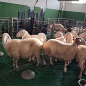 La ULE demuestra que los destríos de legumbres locales pueden sustituir a la soja en la alimentación de ovejas lecheras